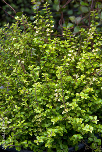 Lonicera Nitida Twiggy