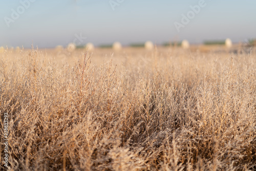 Frost on tumbleweeds 1