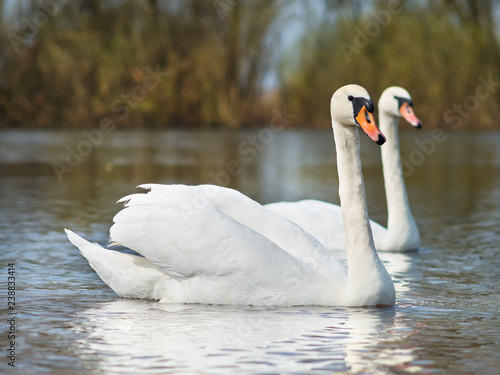 white swans on the river.