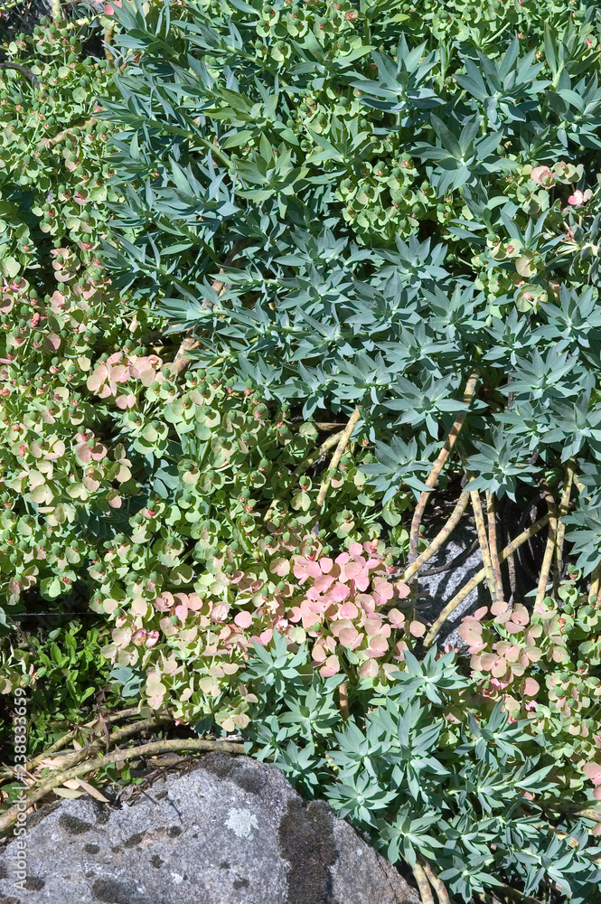 Euphorbia Rigida