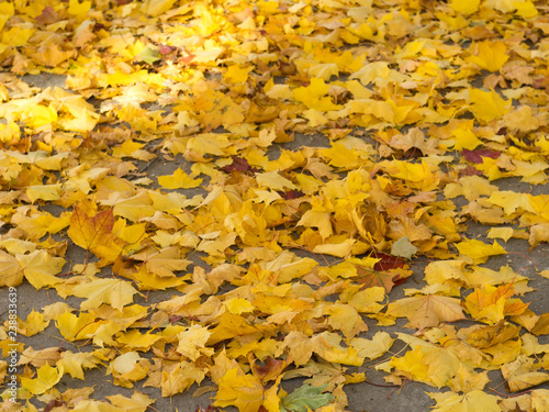 autumn leaves on the ground