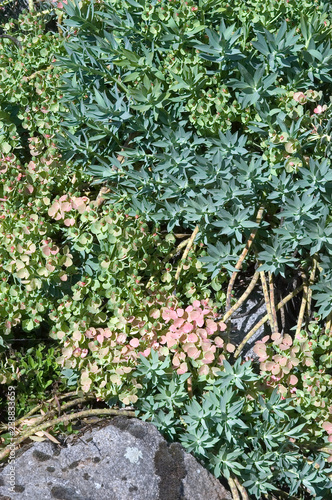 Euphorbia Rigida