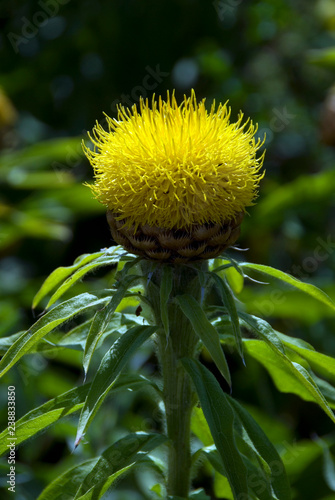 Centaurea Macrocephala - Centauree A Grosse Tete photo