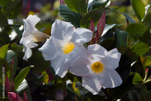 Dipladenia Sanderi photo