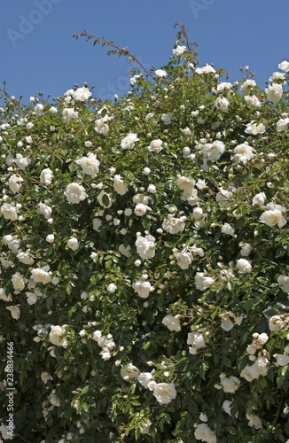 Rosa Alberic Barbier photo