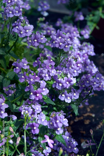 Nemesia photo