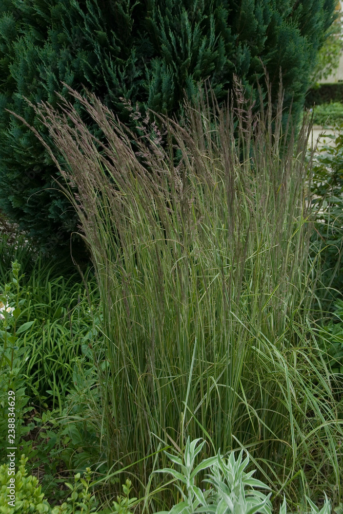 Calamagrostis Acutiflora Overdam Stock Photo | Adobe Stock