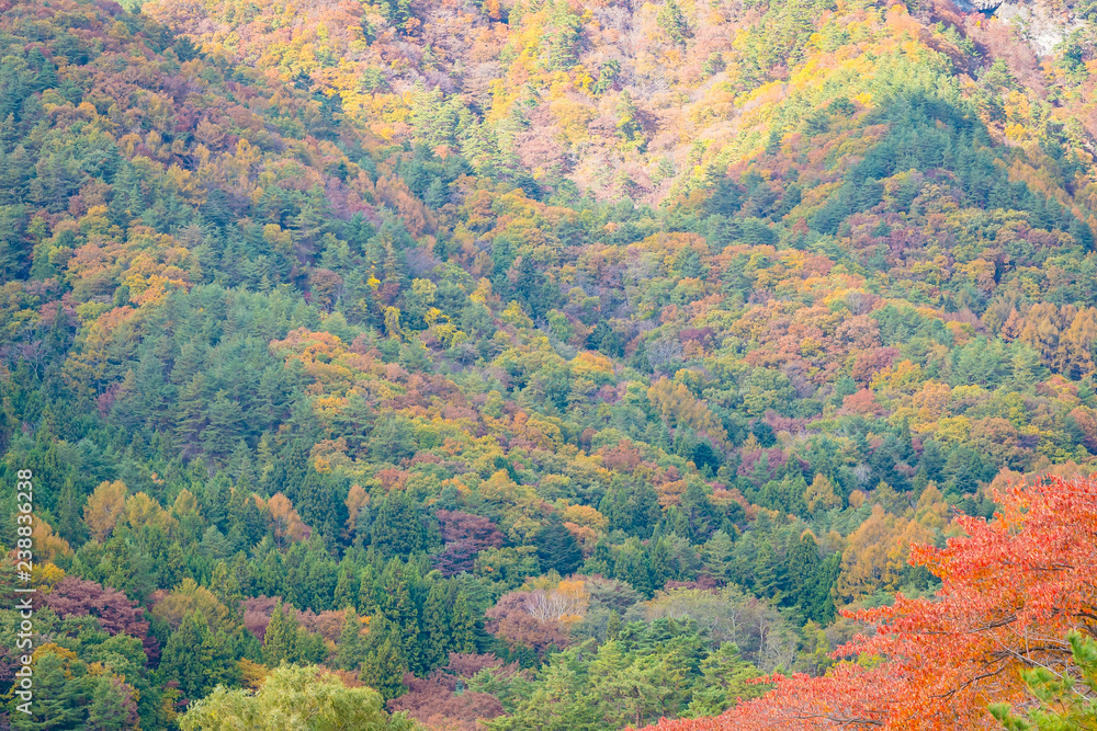 Beautiful mountain around maple and other tree in autumn season