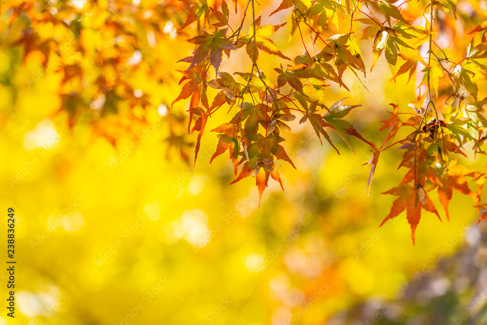 Beautiful maple leaf tree in autumn season Beautiful maple leaf tree in autumn season