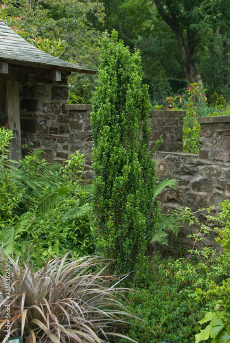 Ilex Crenata Fastigiata Group