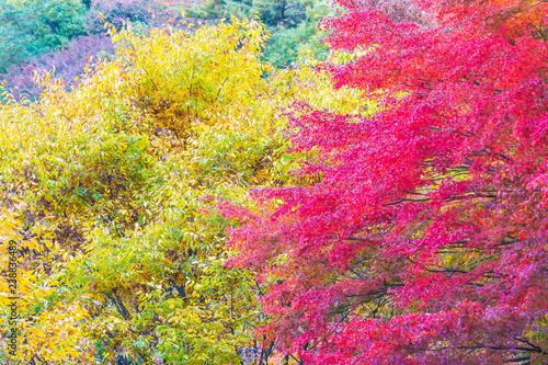 Beautiful maple leaf tree in autumn season
