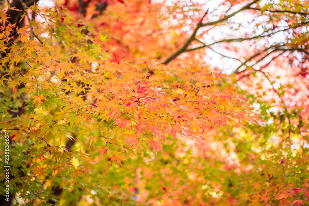 Beautiful maple leaf tree in autumn season Beautiful maple leaf tree in autumn season