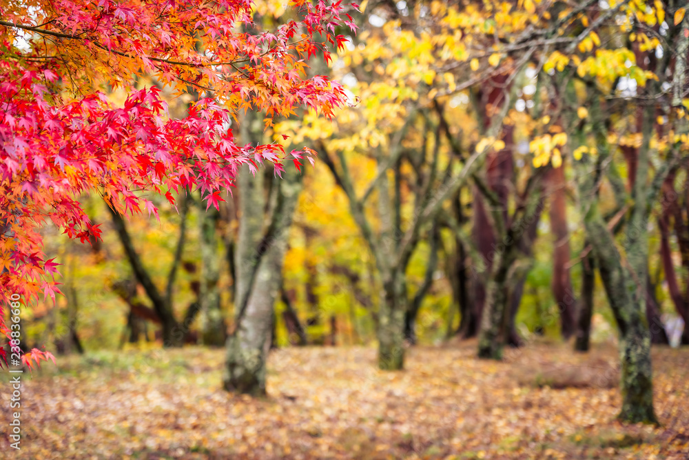 Naklejka premium Beautiful maple leaf tree in autumn season