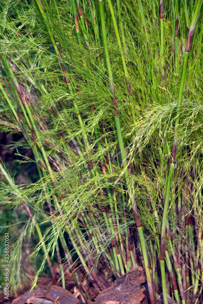 Obraz premium Calopsis Paniculata