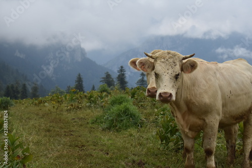 mountain cows