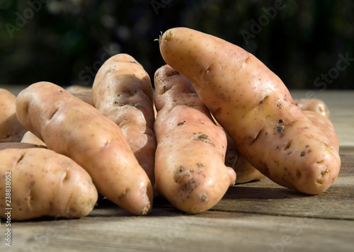 Solanum Tuberosum - Pomme De Terre Corne De Gatte photo