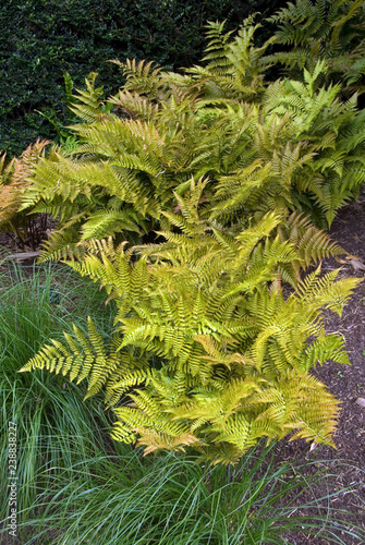 Dryopteris Erythrosora