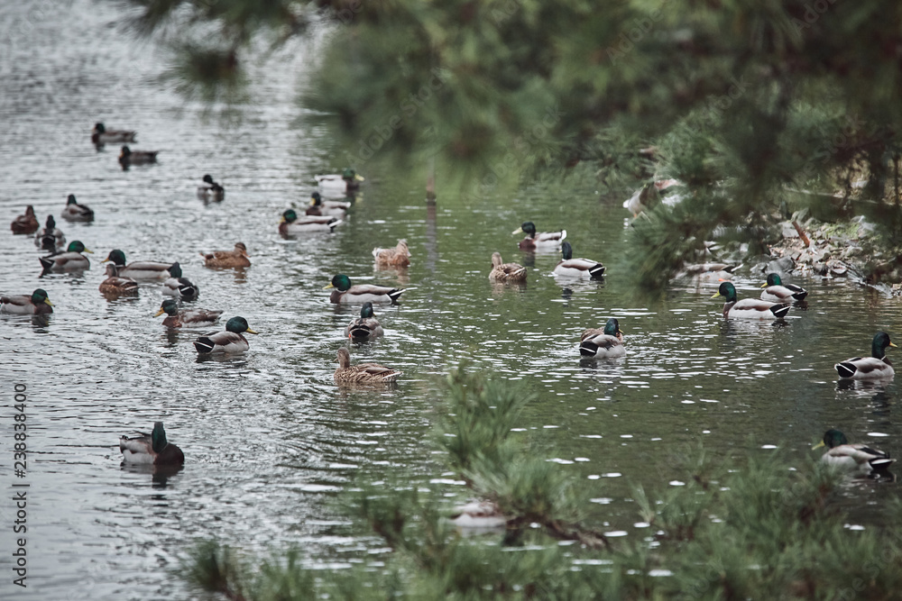 Wild geese and ducks coexist with people walking swimming