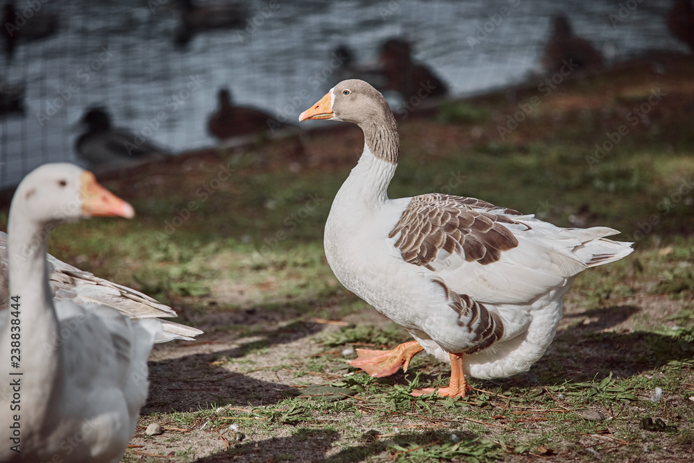 Wild geese and ducks coexist with people walking swimming Wild geese and ducks coexist with people walking swimming