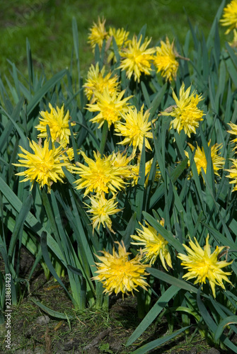 Narcissus Rip Van Winkle photo