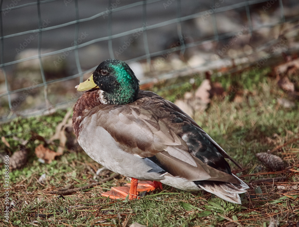 Wild geese and ducks coexist with people walking swimming Wild geese and ducks coexist with people walking swimming