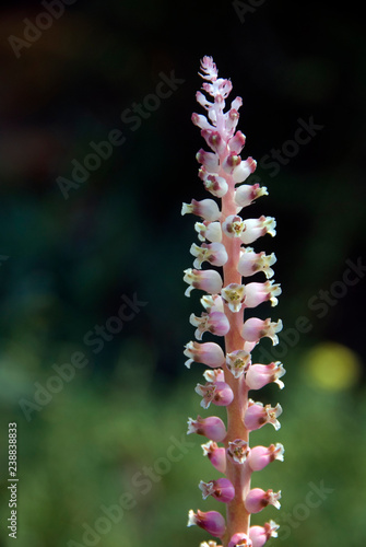 Lachenalia Elegans photo