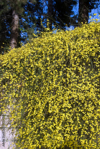 Jasminum Nudiflorum - Jasmin D'Hiver photo