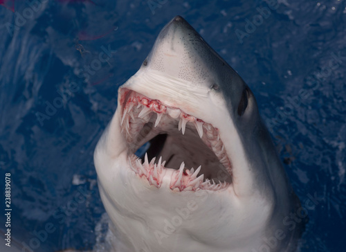 closeup of a mouth of mako shark © David J. Shuler