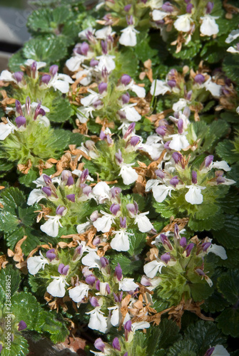 Saponaria Caespitosa photo