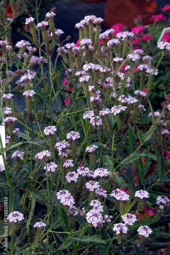 Verbena Venosa Polaris