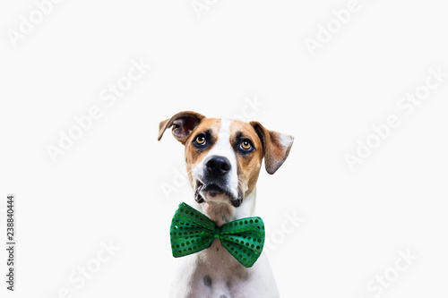 Dog wearing green bow tie