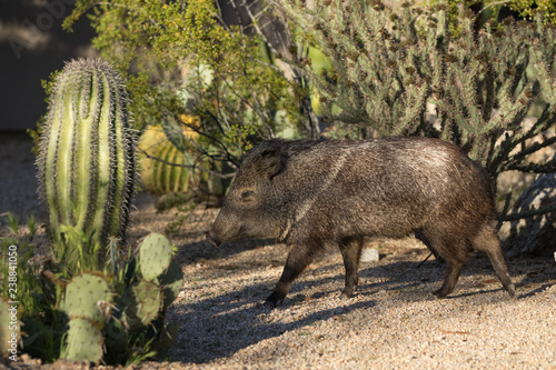 Javelina in the sedona arizona desert
