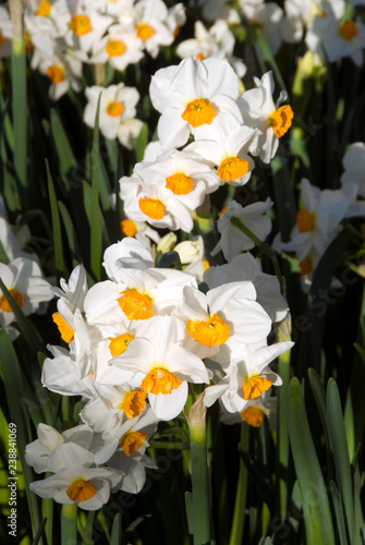 Narcissus Geranium - Narcisse photo