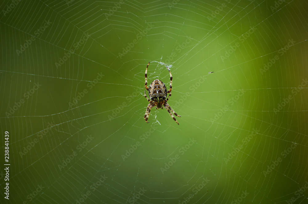 Cross Spider (Araneus diadematus) in a cobweb on a green background. Cross Spider (Araneus diadematus) in a cobweb on a green background.