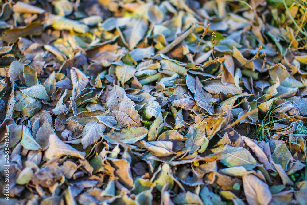 Fallen dry leaves with white frost, abstract natural top view background. Frozen foliage on the ground. First frost Fallen dry leaves with white frost, abstract natural top view background. Frozen foliage on the ground. First frost