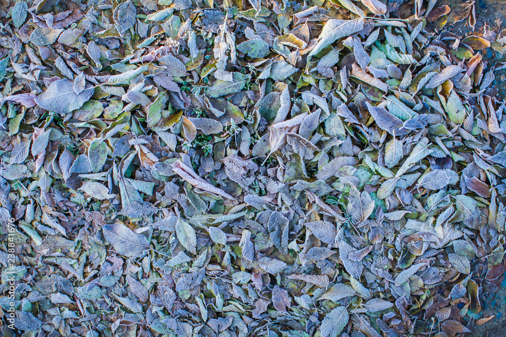 Fallen dry leaves with white frost, abstract natural top view background. Frozen foliage on the ground. First frost Fallen dry leaves with white frost, abstract natural top view background. Frozen foliage on the ground. First frost