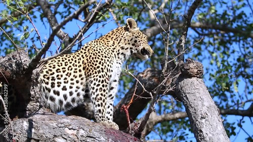 Female leopard with full belly keeps a lookout from within a Mareola tree in Greater Kruger National Park Africa photo