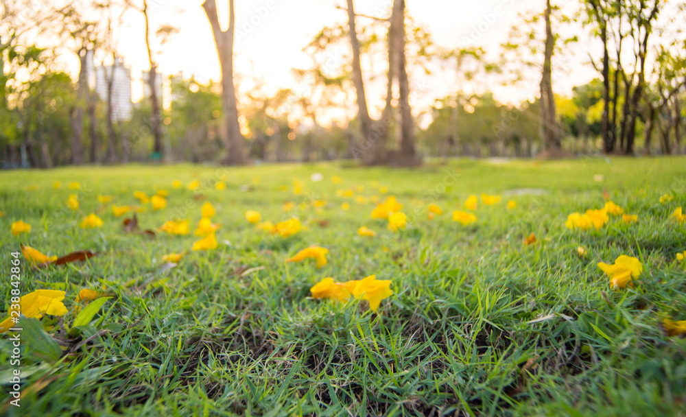 Yellow flowers Fall  on green grass