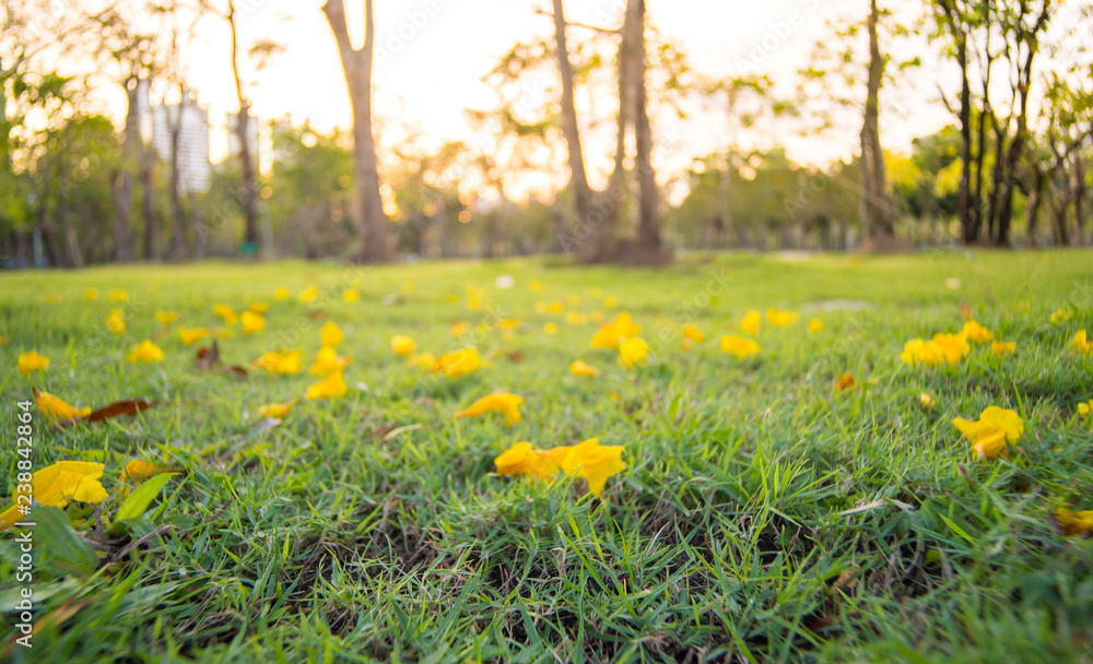 Yellow flowers Fall on green grass Yellow flowers Fall on green grass