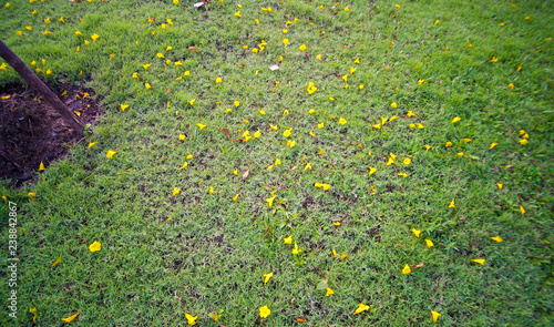 Yellow flowers Fall  on green grass