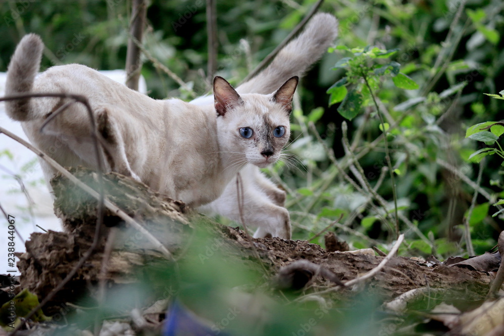 The cats in the forest are staring with interest. The cats in the forest are staring with interest.