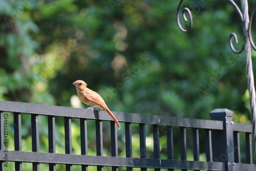 Young female northern cardinal songbird birds perched on black metal fence in backyard garden.