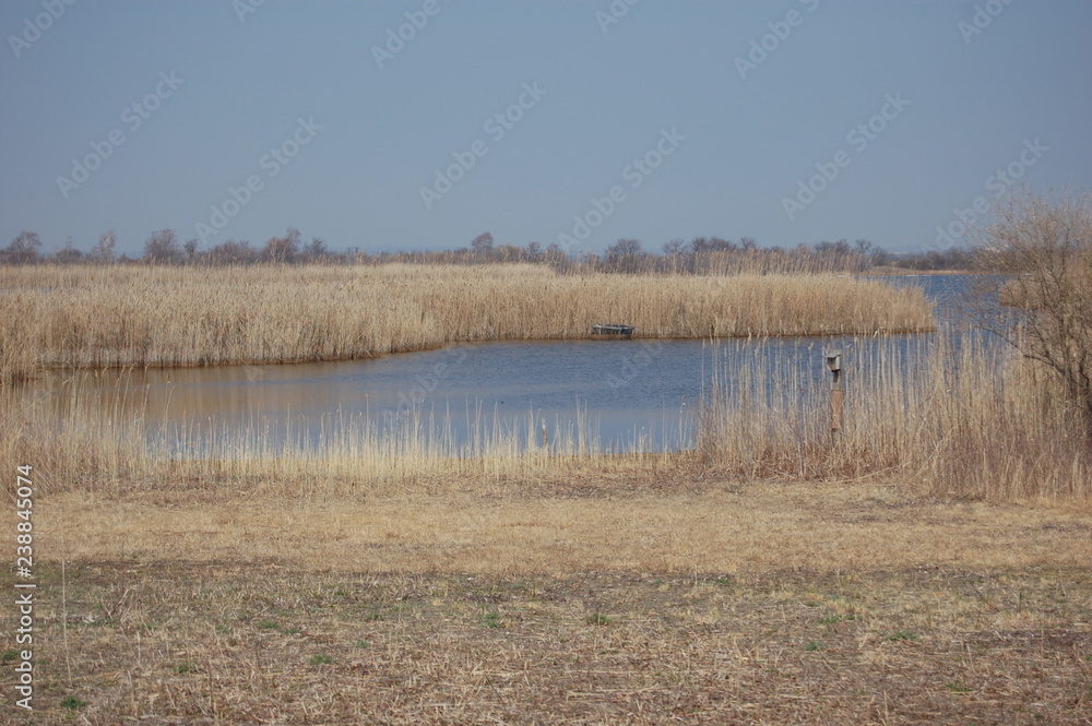 reeds in Jamaica Bay Wildlife Refuge, Queens, NY