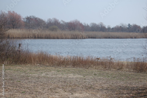 Early spring reeds in Jamaica Bay Wildlife Refuge, Queens, NY photo