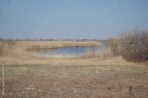 reeds in Jamaica Bay Wildlife Refuge, Queens, NY