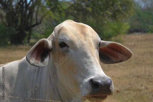 Portrait of a White Cow
