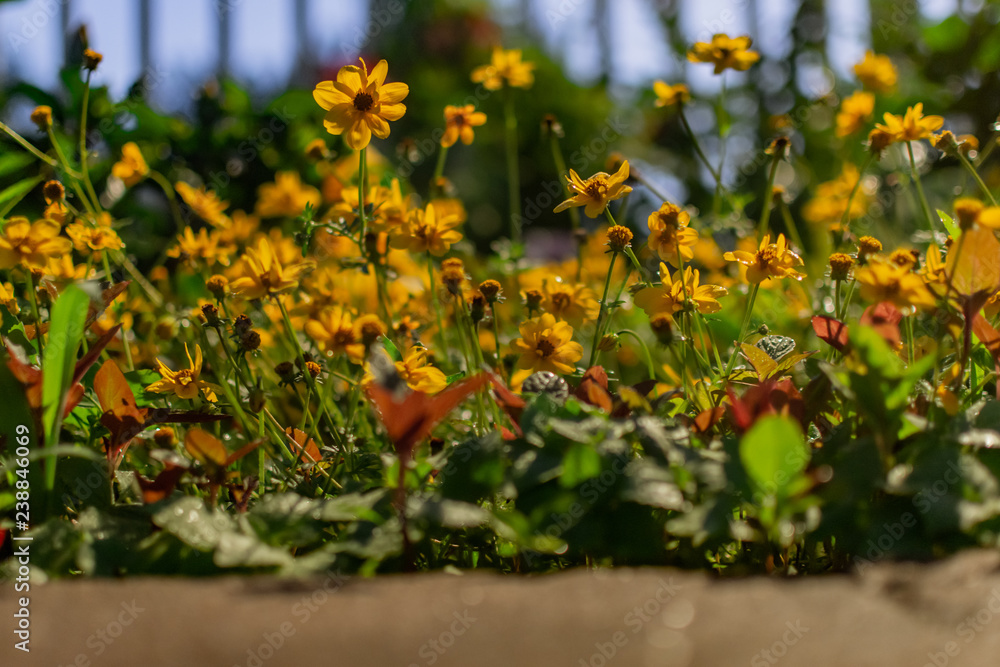 Fototapeta premium low angle shot of a bunch of blooming yellow daisies in a garden on a spring evening