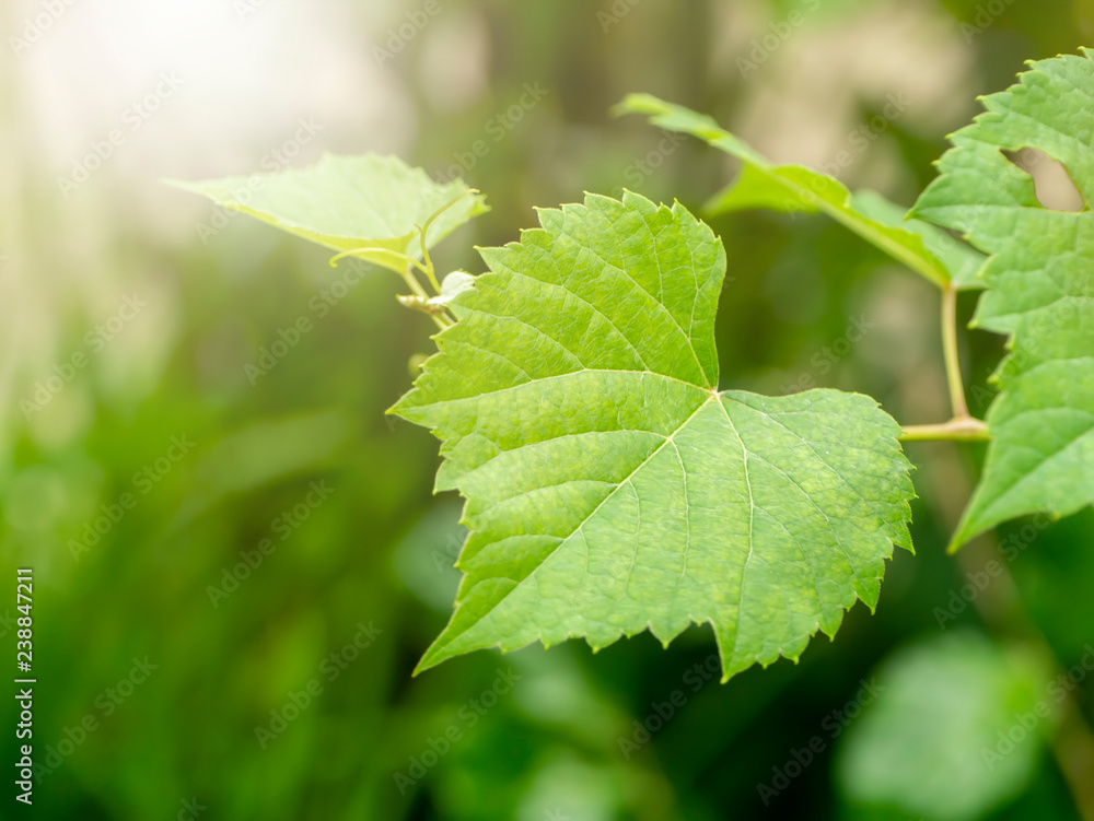 Macro of green grape leaf. Macro of green grape leaf.