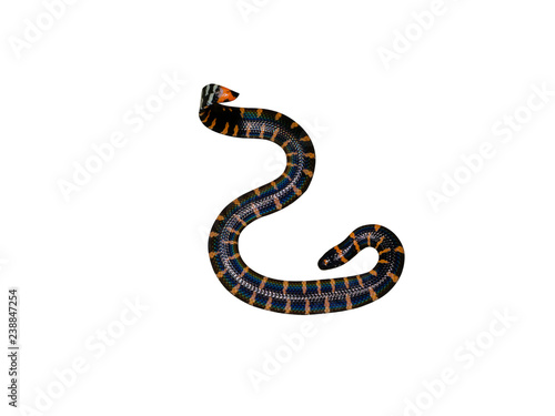 Red-tailed pipe snake