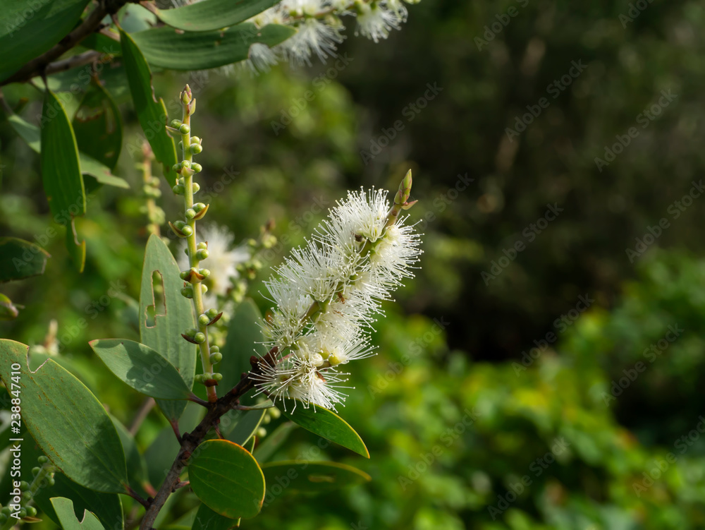 Cajuput tree, Milk wood, Paper bark tree Cajuput tree, Milk wood, Paper bark tree